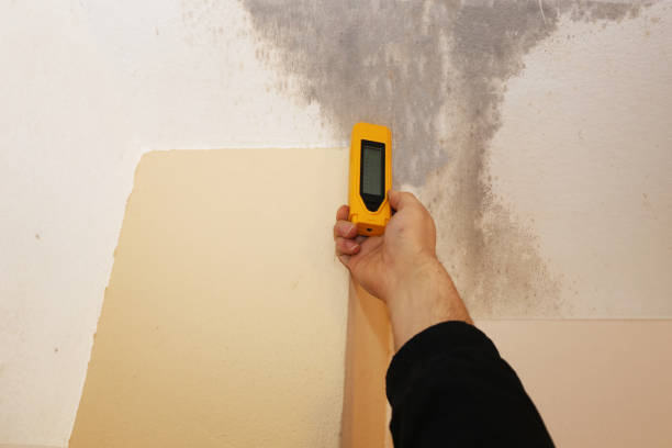 Best Comprehensive Air Testing for Mold Contaminants  in Sturgis, MI